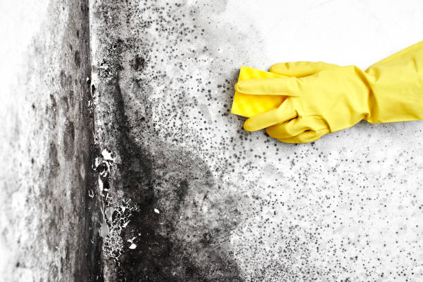 Best Biohazard Mold Removal  in Bay, AR