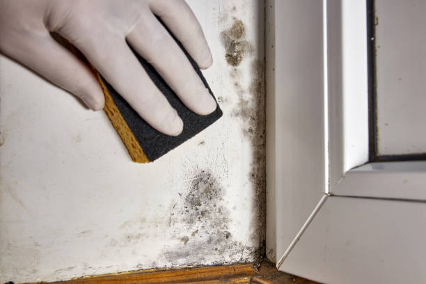 Best Mold Prevention Services  in Bay, AR